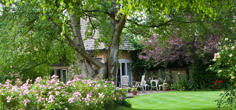 Can a protected tree stop you from building?