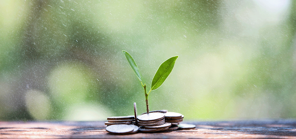 young-sapling-maximise-pension-value-in-divorce-FEATURED-IMAGE